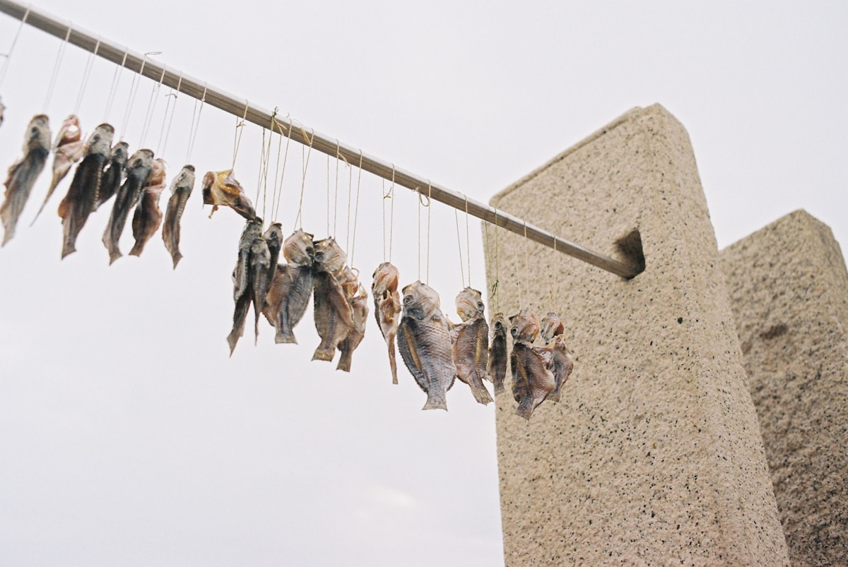 Dried fish hanging on a line to cure in the wind, a traditional Nordic preservation method