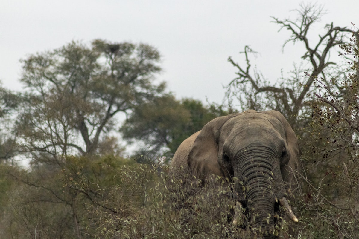 An elephant browsing through the bushveld in Kruger National Park, South Africa