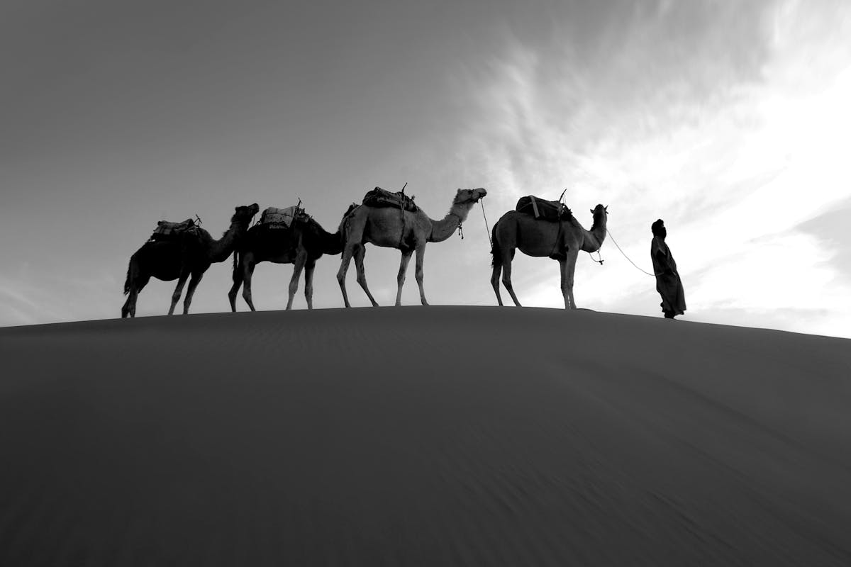 Silhouette of a Tuareg guide leading a camel caravan across a sand dune ridge in the Sahara Desert in black and white
