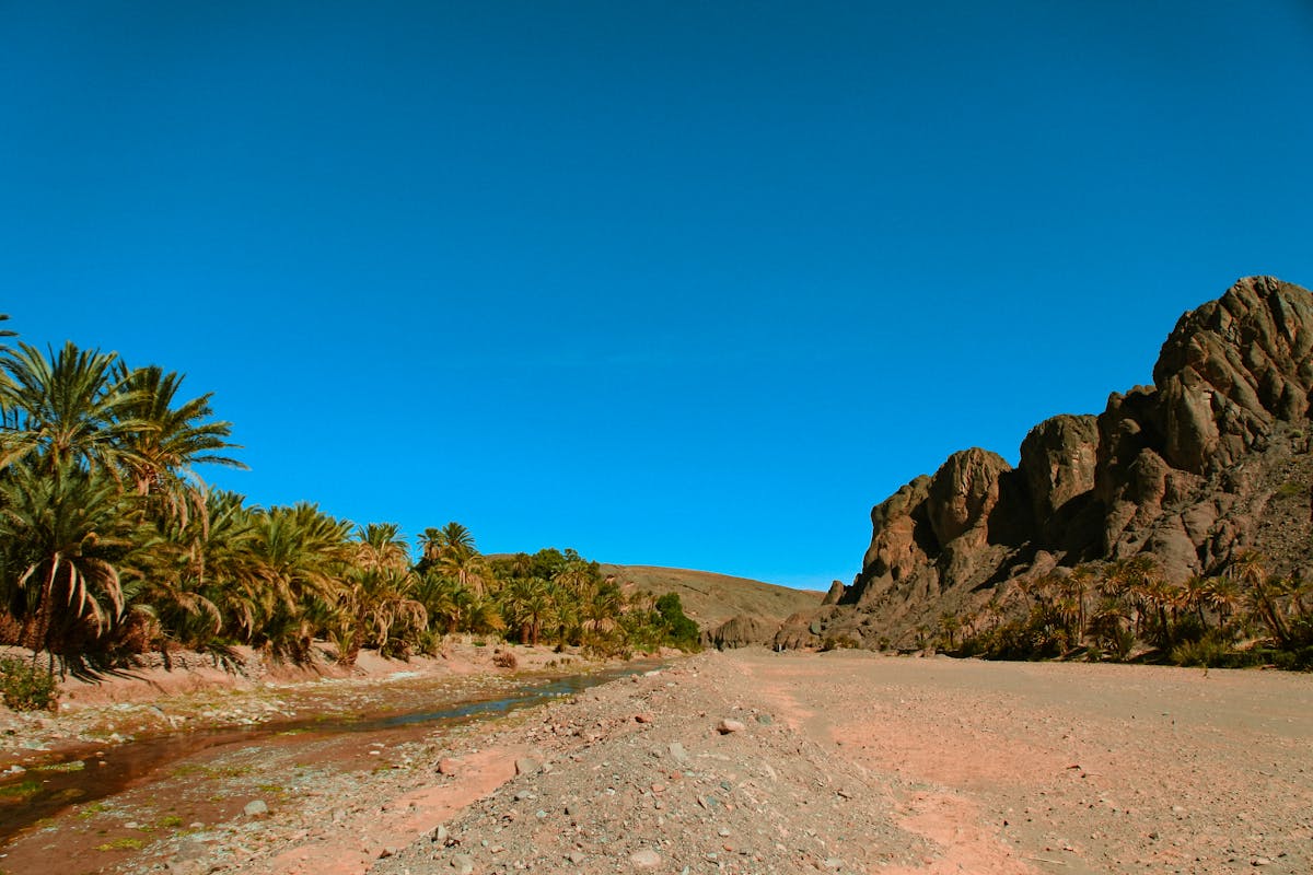 Desert oasis with palm trees growing beside a dried riverbed and towering rock formations under bright blue sky
