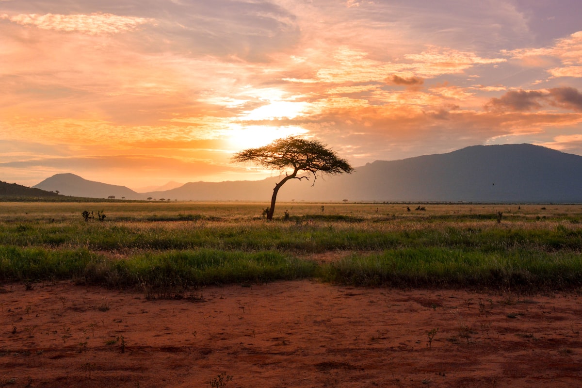 A lone acacia tree silhouetted against a golden sunset on the Serengeti plains in Tanzania